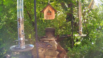 Live Webcam Futterstelle LBV