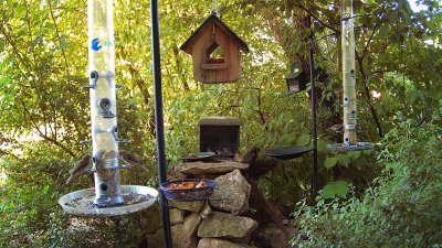 Live Webcam Futterstelle LBV