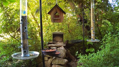 Live Webcam Futterstelle LBV