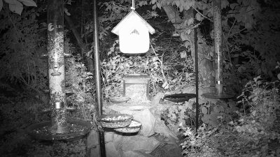 Live Webcam Futterstelle LBV