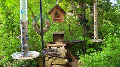 Live Webcam Futterstelle LBV