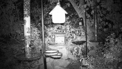 Live Webcam Futterstelle LBV