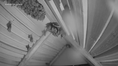 Live Webcam Fledermaushaus Hohenburg #2