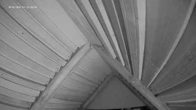 Live Webcam Fledermaushaus Hohenburg #2
