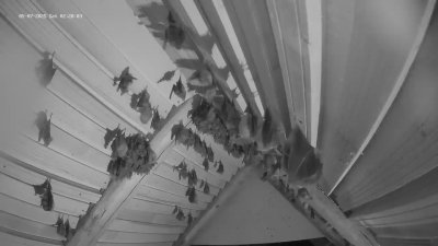 Live Webcam Fledermaushaus Hohenburg #2