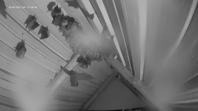 Live Webcam Fledermaushaus Hohenburg #2