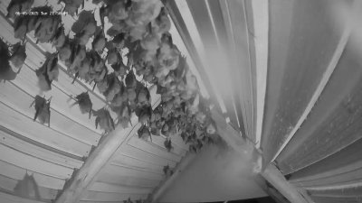 Live Webcam Fledermaushaus Hohenburg #2