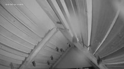 Live Webcam Fledermaushaus Hohenburg #2