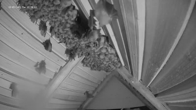 Live Webcam Fledermaushaus Hohenburg #2