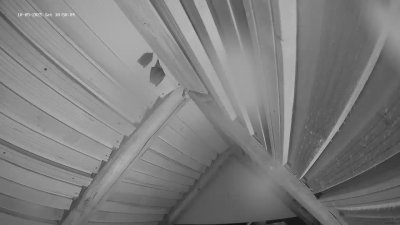 Live Webcam Fledermaushaus Hohenburg #2