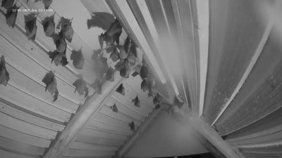 Live Webcam Fledermaushaus Hohenburg #2