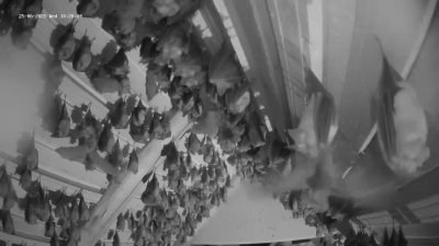 Live Webcam Fledermaushaus Hohenburg #2