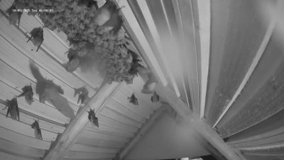 Live Webcam Fledermaushaus Hohenburg #2