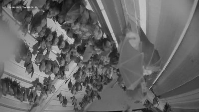 Live Webcam Fledermaushaus Hohenburg #2