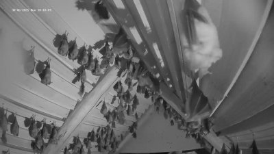 Live Webcam Fledermaushaus Hohenburg #2