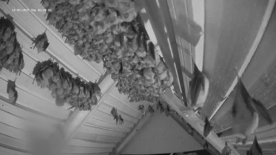 Live Webcam Fledermaushaus Hohenburg #2