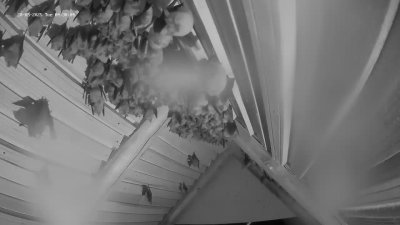 Live Webcam Fledermaushaus Hohenburg #2