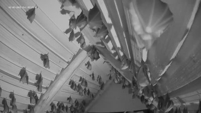 Live Webcam Fledermaushaus Hohenburg #2