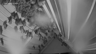 Live Webcam Fledermaushaus Hohenburg #2