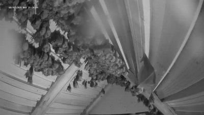 Live Webcam Fledermaushaus Hohenburg #2