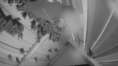 Live Webcam Fledermaushaus Hohenburg #2