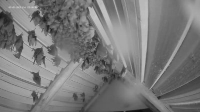Live Webcam Fledermaushaus Hohenburg #2
