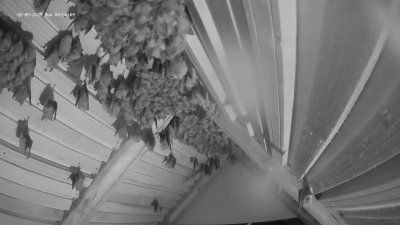 Live Webcam Fledermaushaus Hohenburg #2