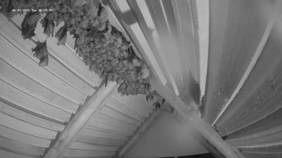 Live Webcam Fledermaushaus Hohenburg #2