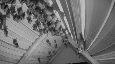Live Webcam Fledermaushaus Hohenburg #2