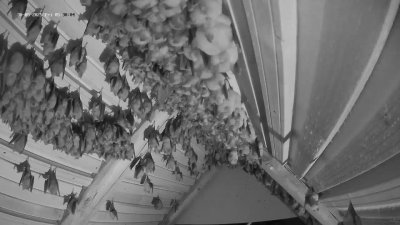 Live Webcam Fledermaushaus Hohenburg #2