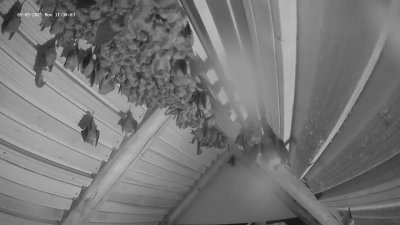 Live Webcam Fledermaushaus Hohenburg #2