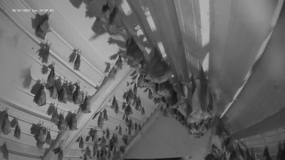 Live Webcam Fledermaushaus Hohenburg #2