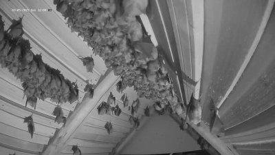 Live Webcam Fledermaushaus Hohenburg #2