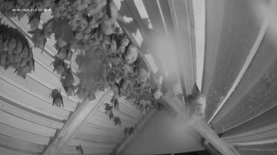 Live Webcam Fledermaushaus Hohenburg #2