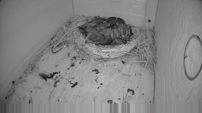 Live Webcam Mauersegler Neunkirchen