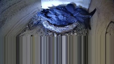 Live Webcam Mauersegler Neunkirchen