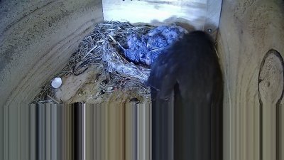 Live Webcam Mauersegler Neunkirchen