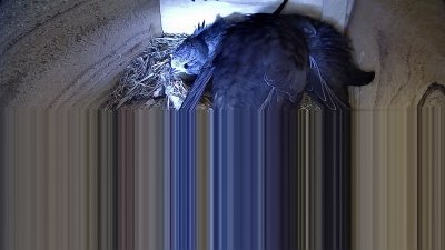 Live Webcam Mauersegler Neunkirchen