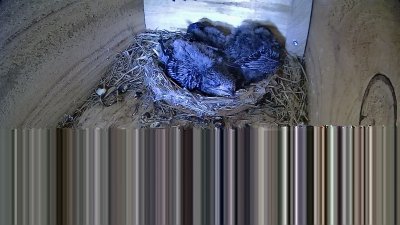 Live Webcam Mauersegler Neunkirchen
