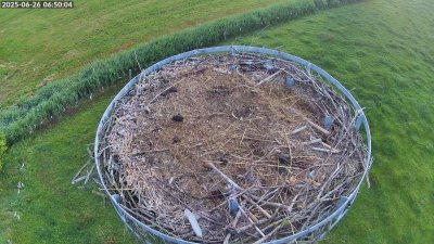 Live Webcam Storchennest Moormerland-Tergast