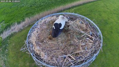 Live Webcam Storchennest Moormerland-Tergast