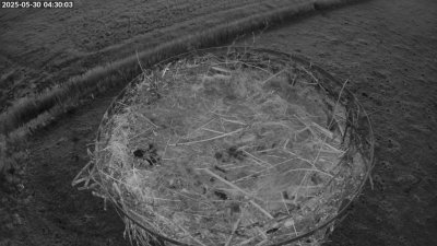 Live Webcam Storchennest Moormerland-Tergast