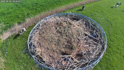 Live Webcam Storchennest Moormerland-Tergast