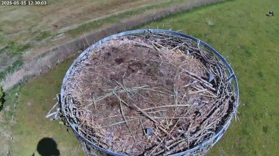 Live Webcam Storchennest Moormerland-Tergast