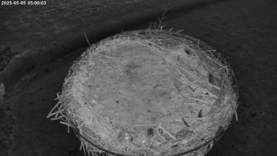 Live Webcam Storchennest Moormerland-Tergast