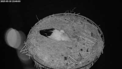 Live Webcam Storchennest Moormerland-Tergast