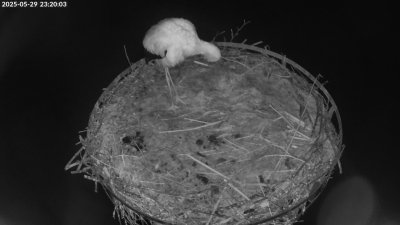 Live Webcam Storchennest Moormerland-Tergast