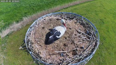 Live Webcam Storchennest Moormerland-Tergast