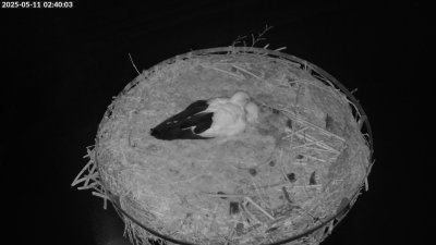 Live Webcam Storchennest Moormerland-Tergast