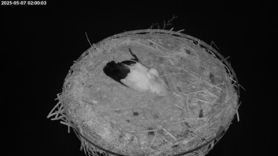 Live Webcam Storchennest Moormerland-Tergast